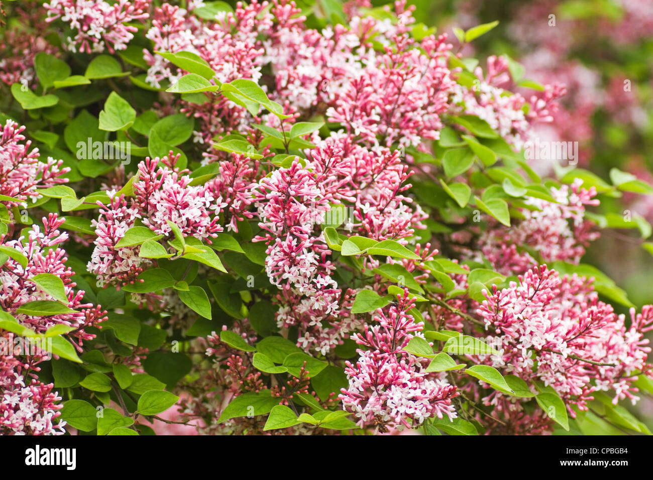 Tiny fragrant pink Syringa microphylla flowers blooming in the garden in spring and late summer Stock Photo