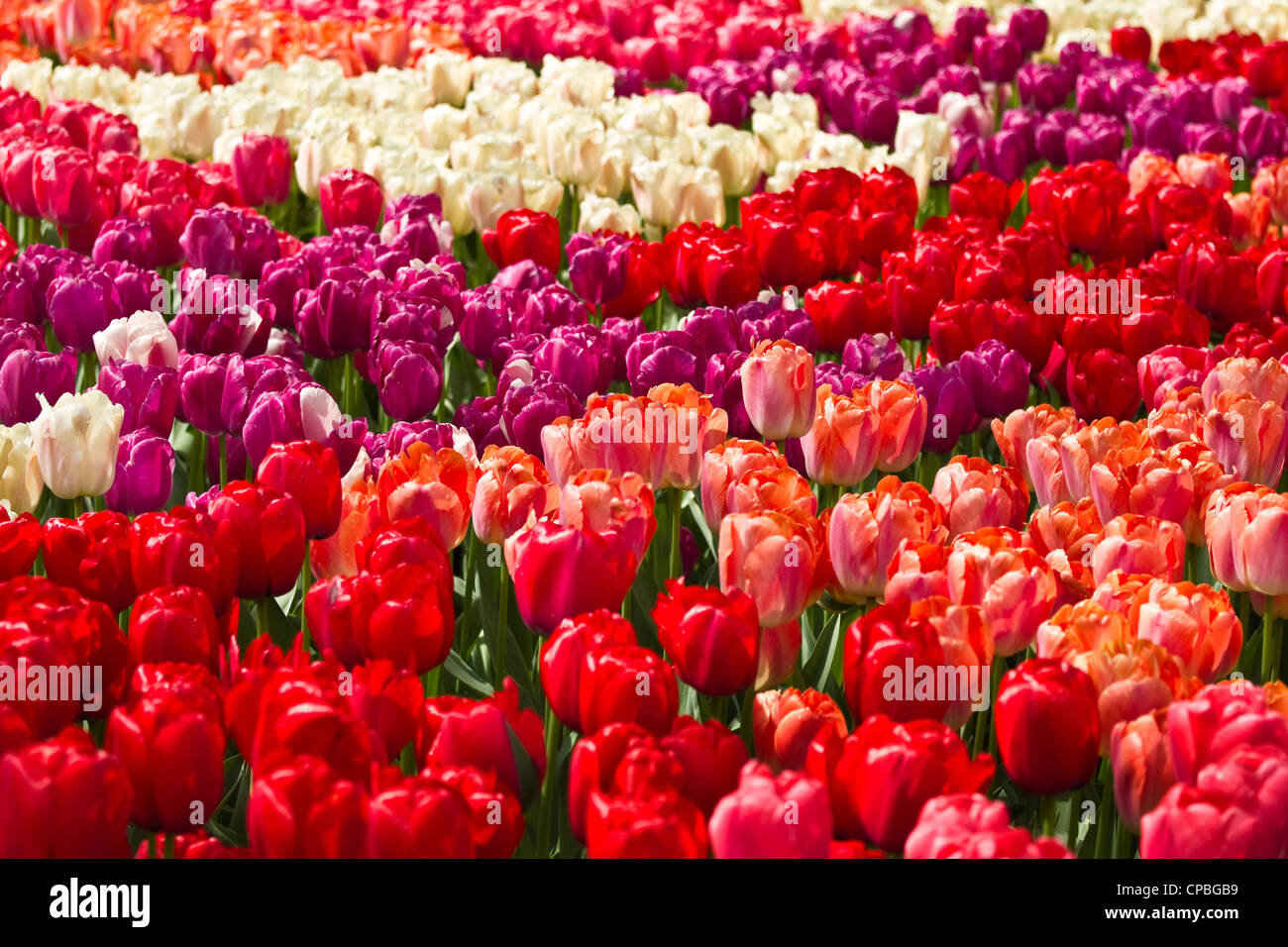 Tulips in spring background in red, purple, pink and white Stock Photo