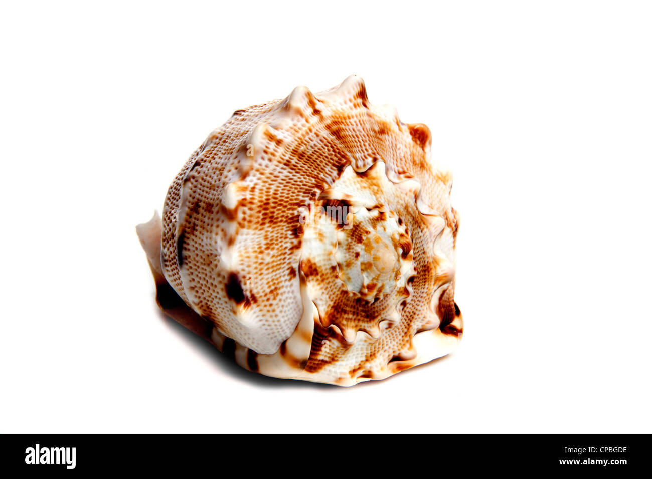 Marine sea shell in a studio setting against a white background Stock ...