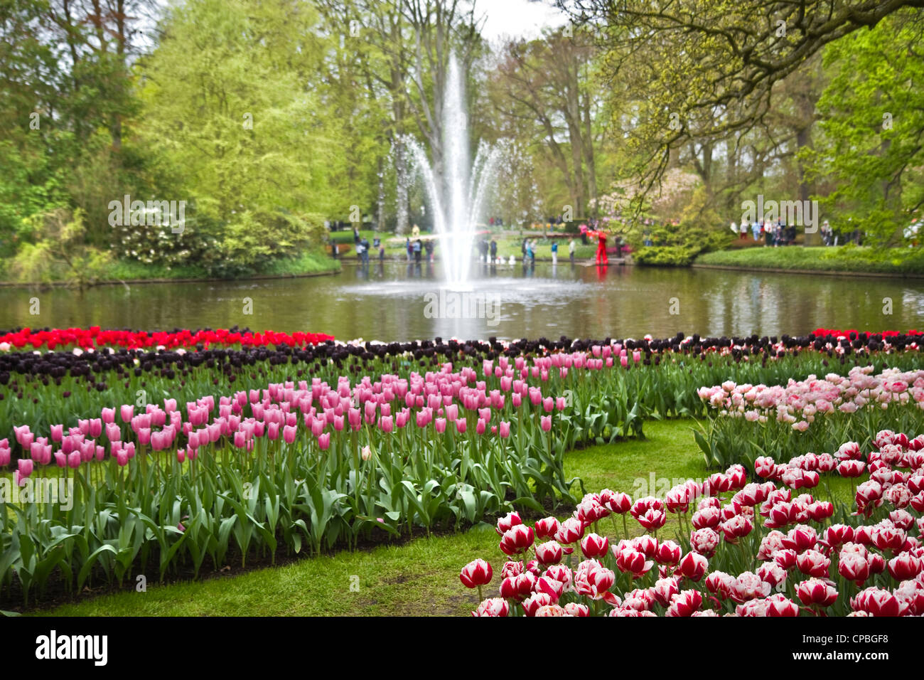 Colorful tulips blooming in beautiful park in spring Stock Photo - Alamy