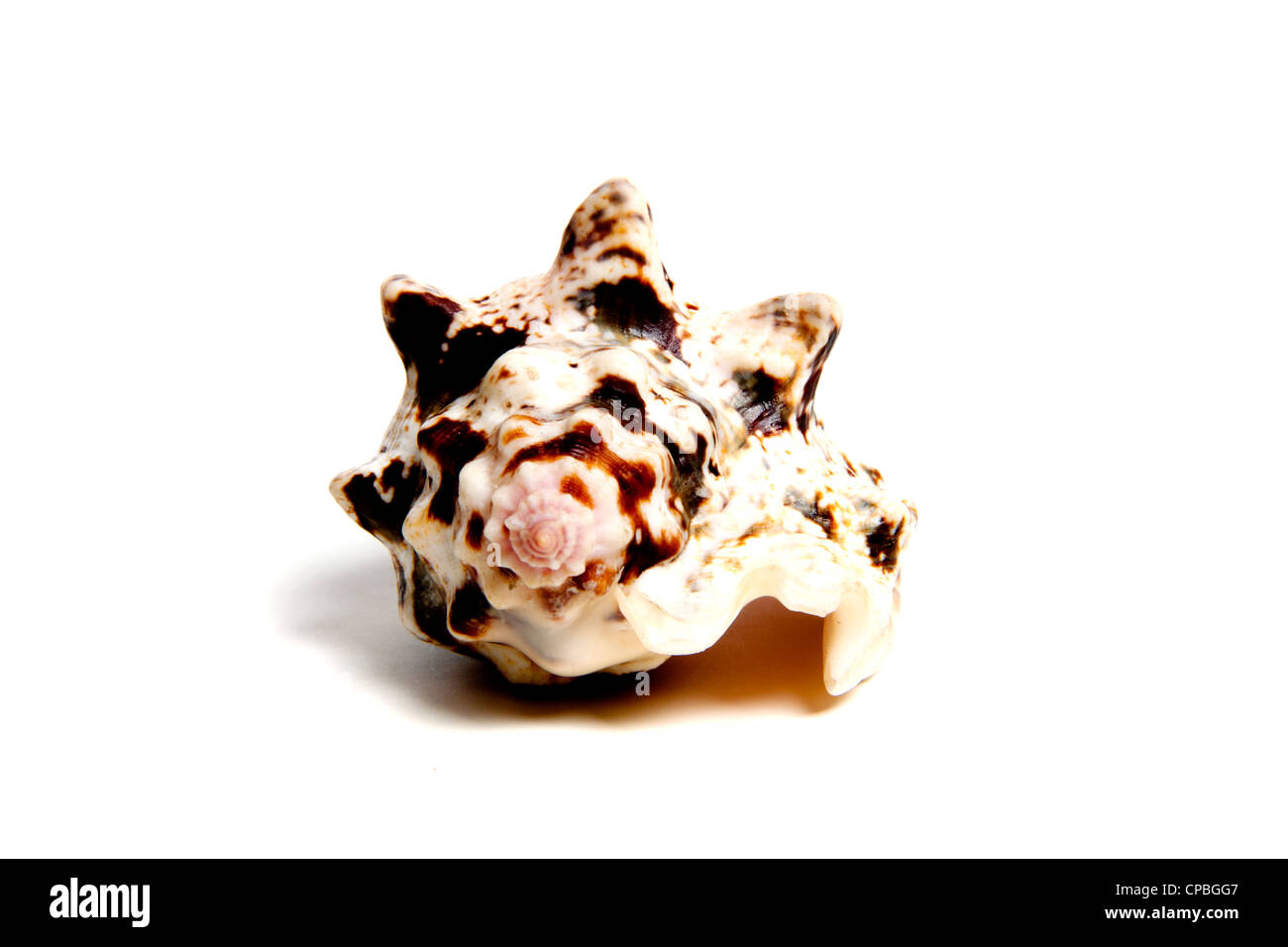 Marine sea shell in a studio setting against a white background Stock ...