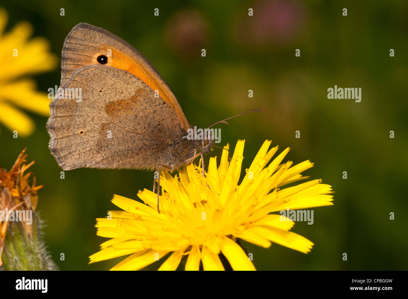 A meadow brown butterfly (Maniola jurtina) feeding on a dandelion flower at Downe Bank Nature Reserve, Kent. June. Stock Photo