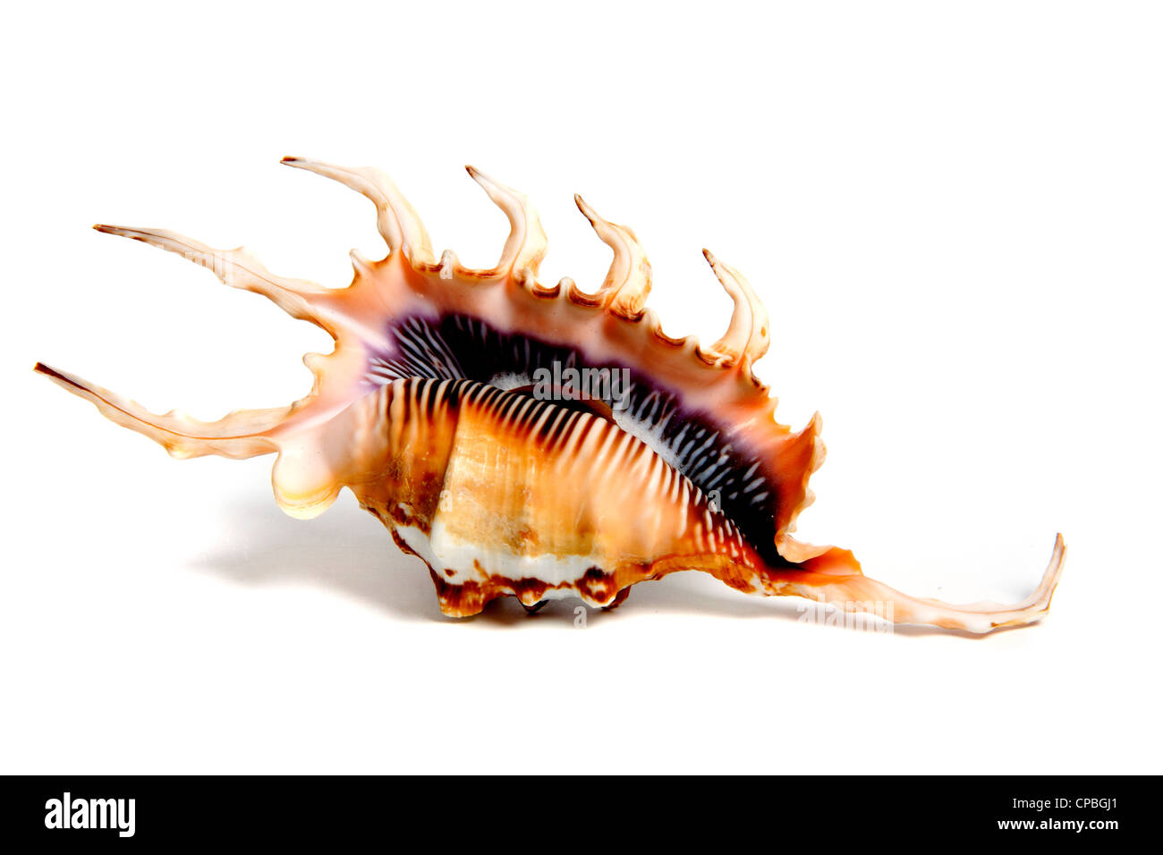 Marine sea shell in a studio setting against a white background Stock ...