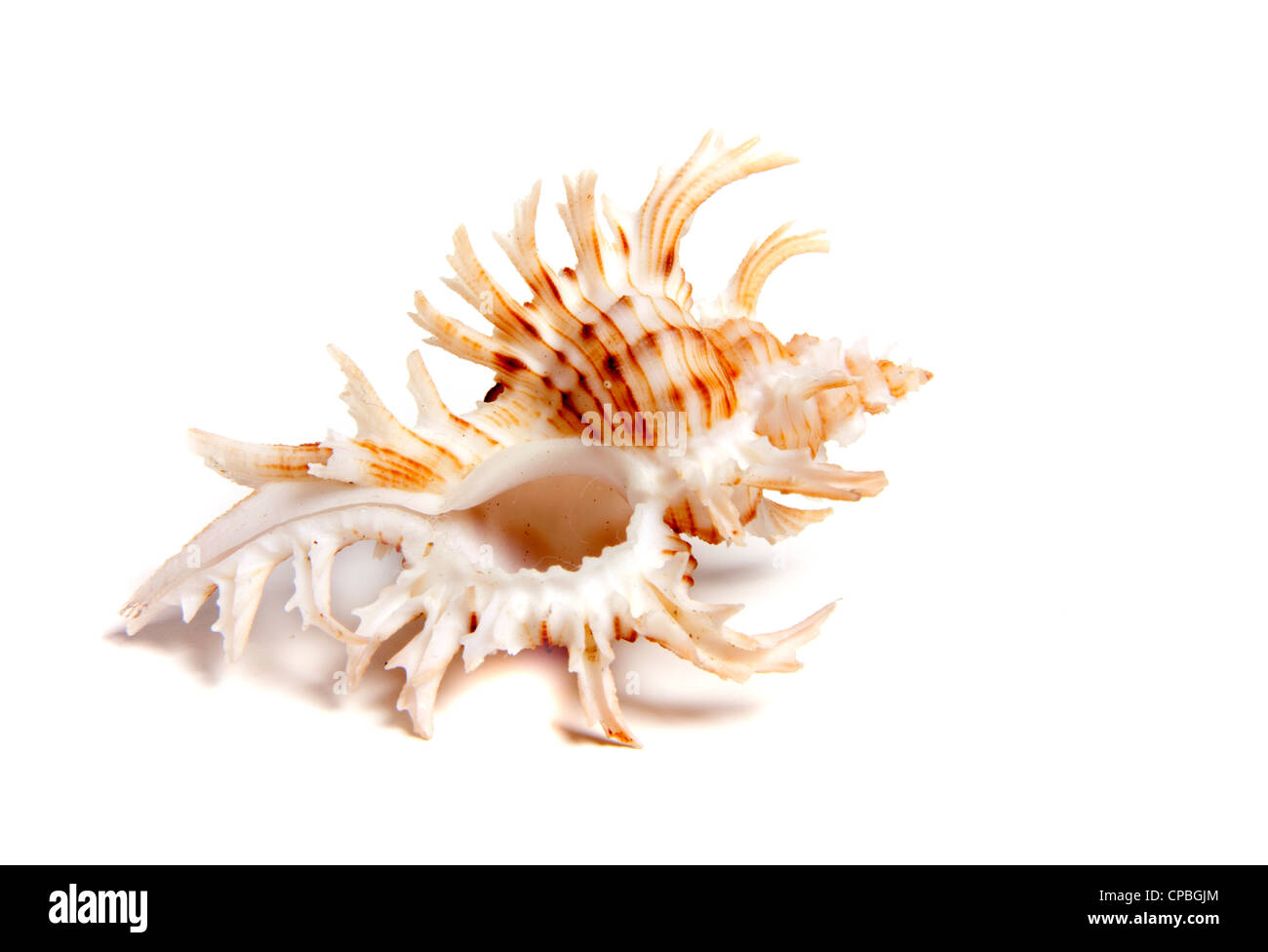 Marine sea shell in a studio setting against a white background Stock ...
