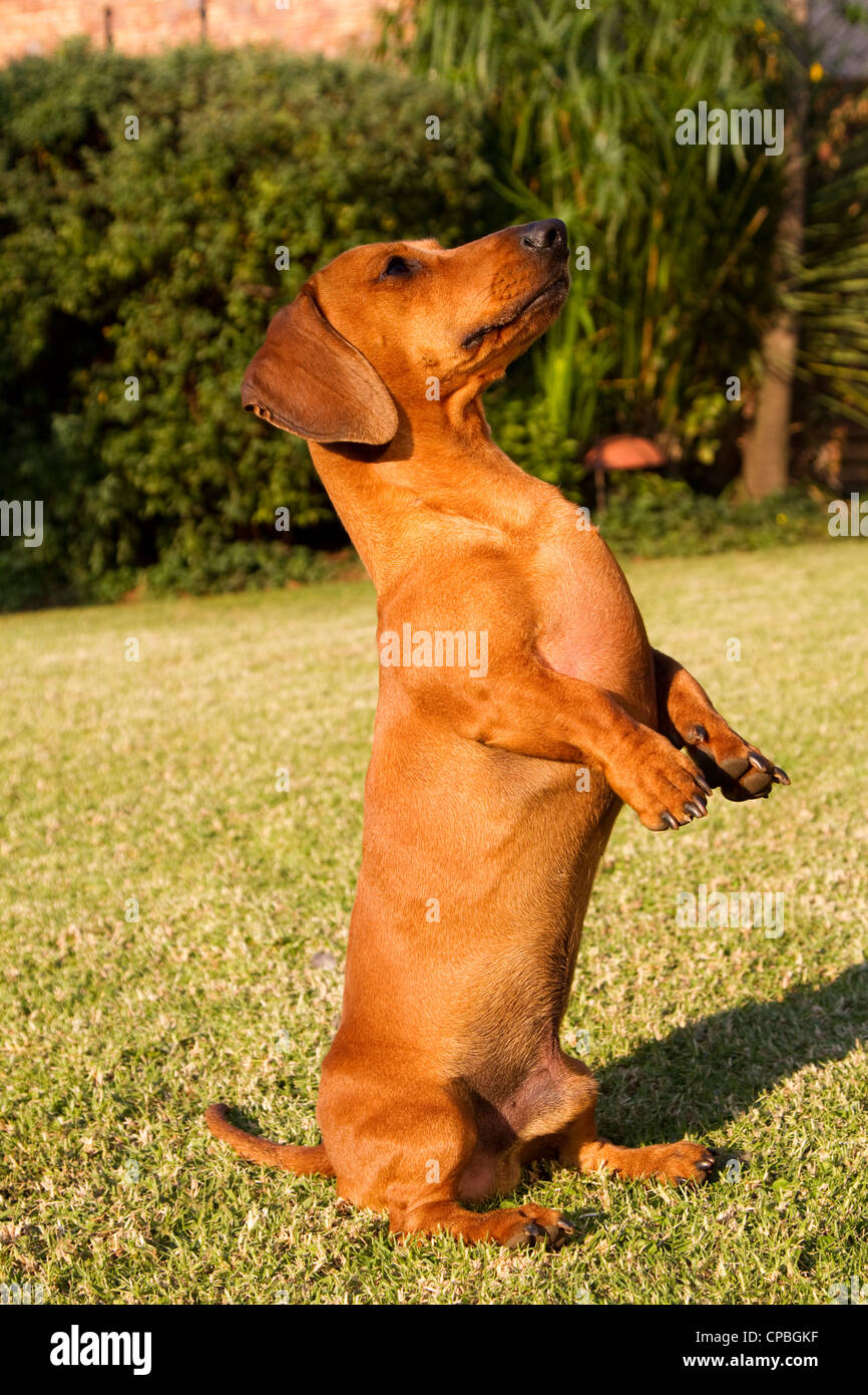 Dachshund (sausage dog) begging Stock Photo