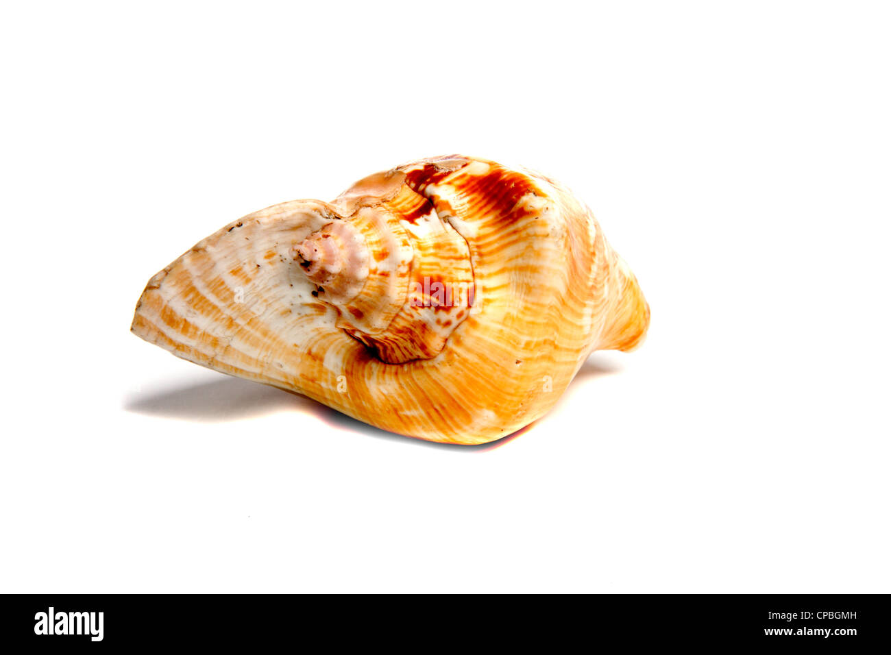 Marine sea shell in a studio setting against a white background Stock ...