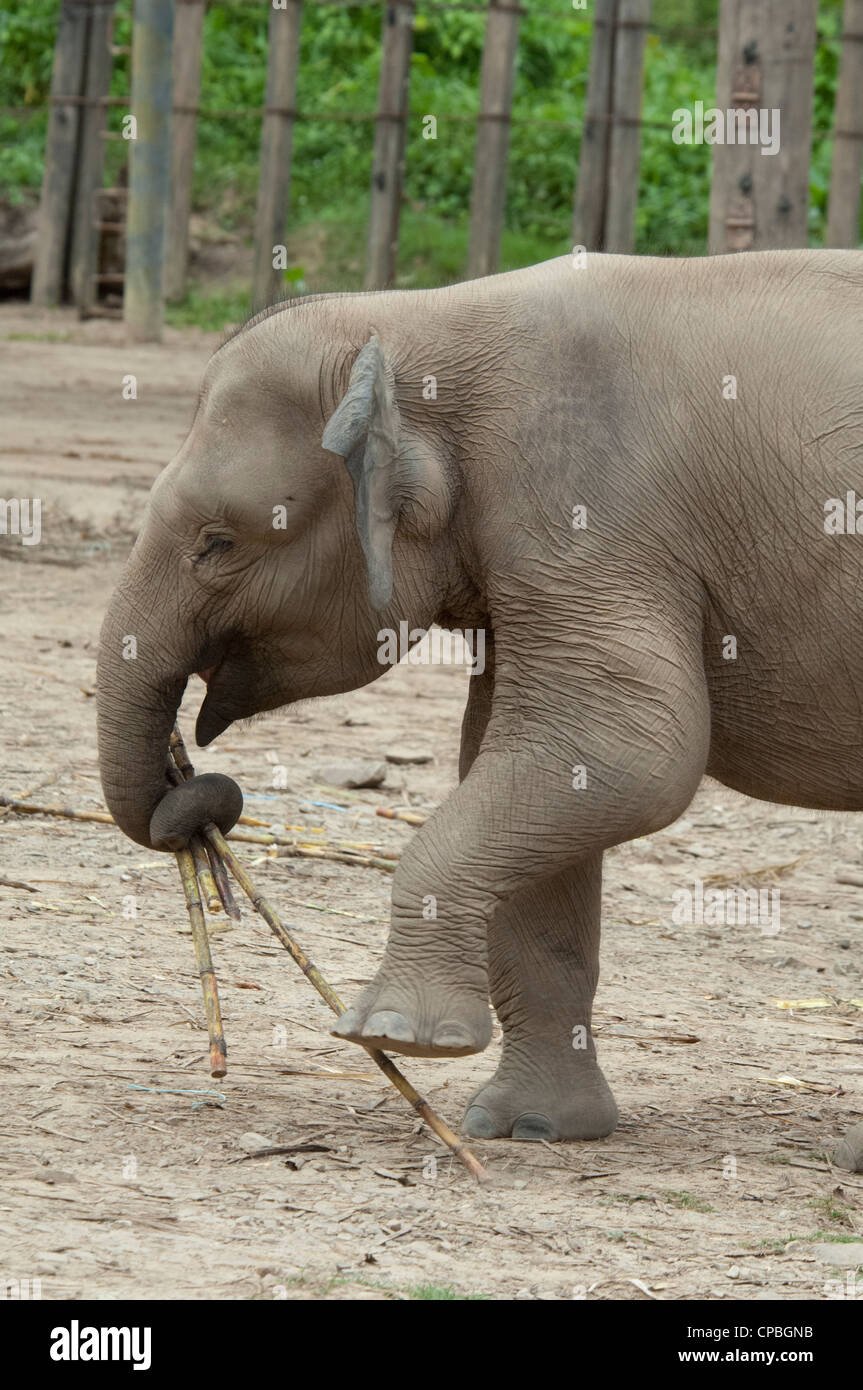 Malaysia, Borneo, Sabah, Kota Kinabalu, Lok Kawi Wildlife Park. Asian Elephant (Elephas maximus