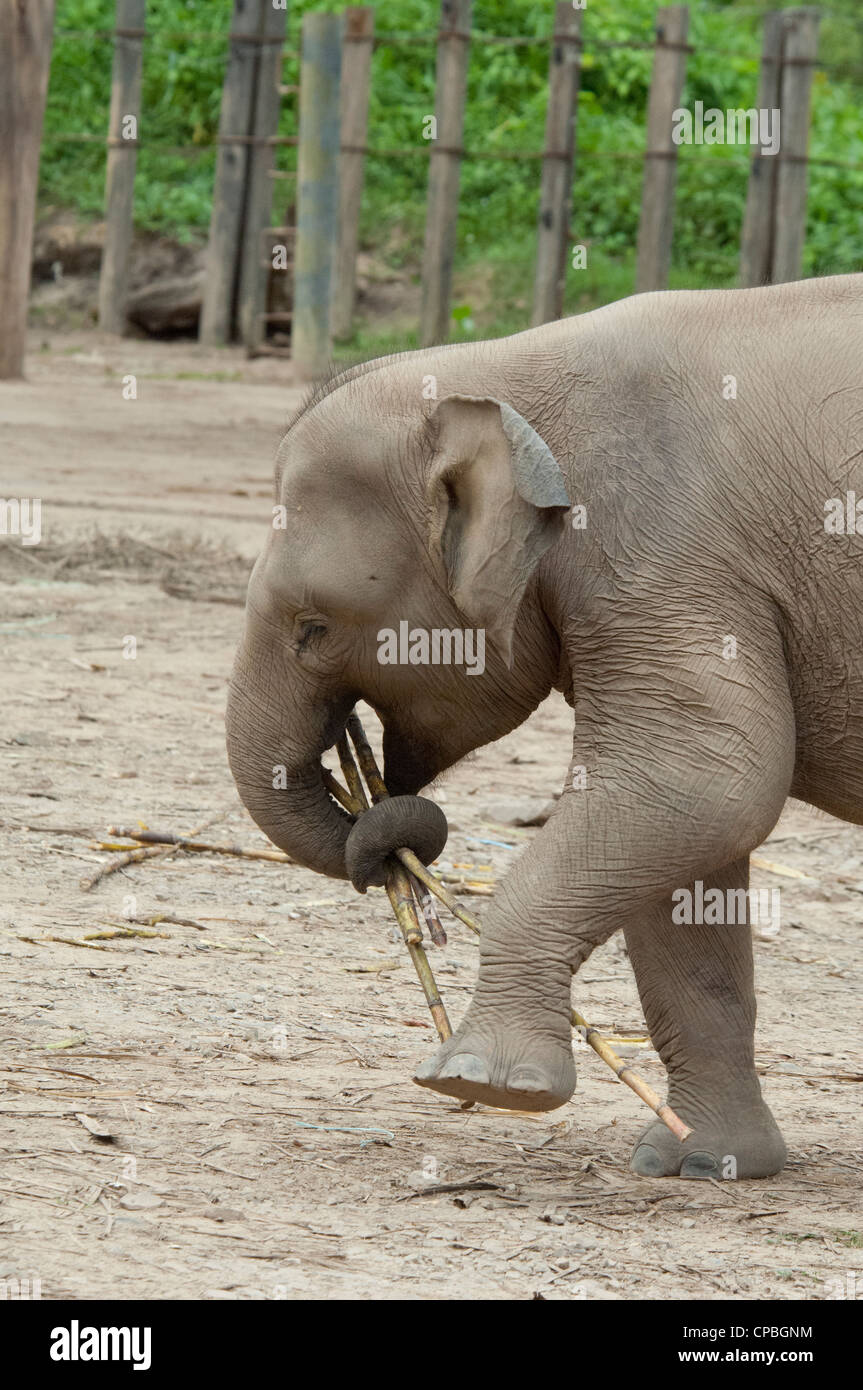 Malaysia, Borneo, Sabah, Kota Kinabalu, Lok Kawi Wildlife Park. Asian Elephant (Elephas maximus). Stock Photo