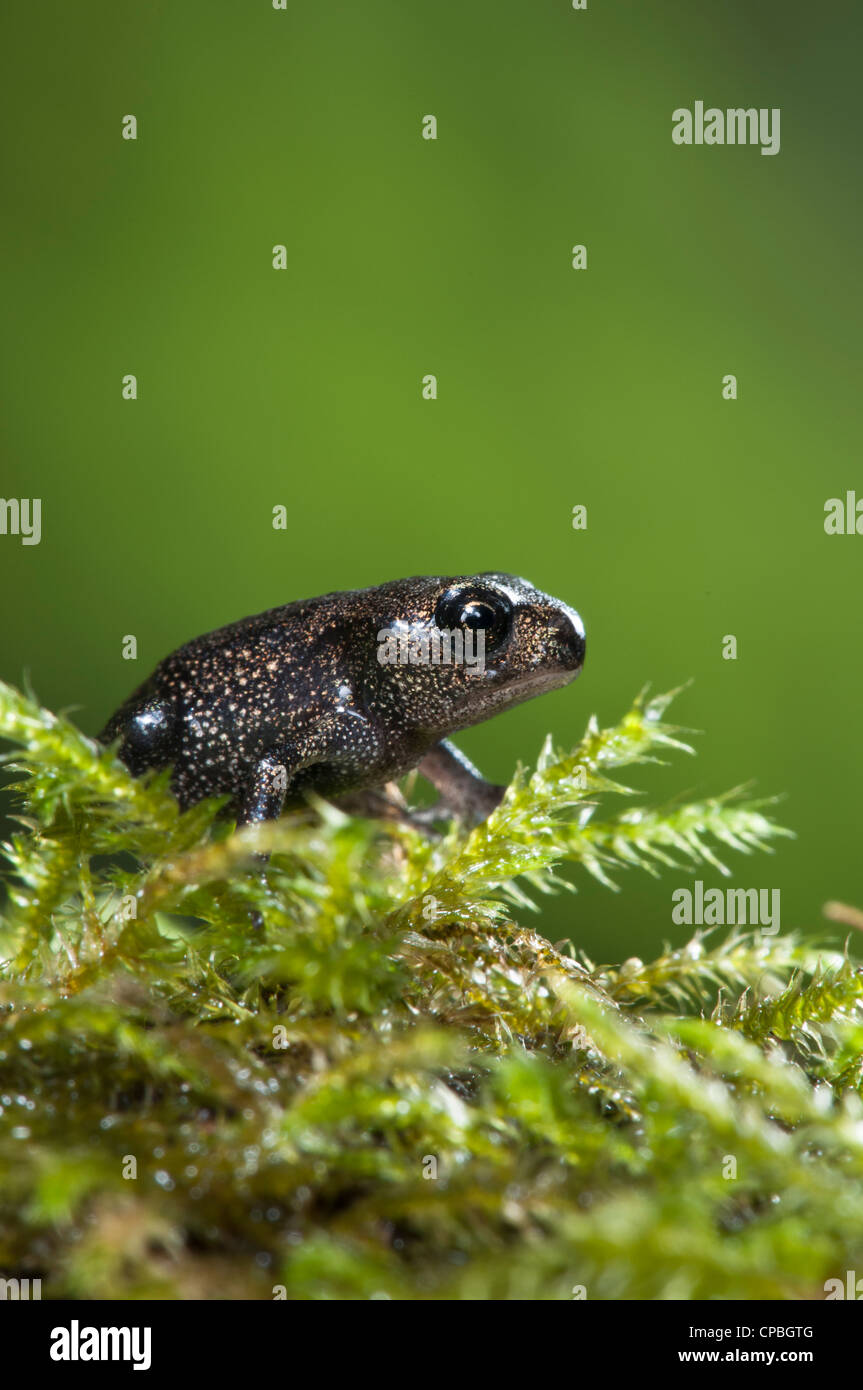a newly emerged baby common toad (Bufo bufo) climbing over a moss-covered twig in Belvedere, Kent. July. Stock Photo