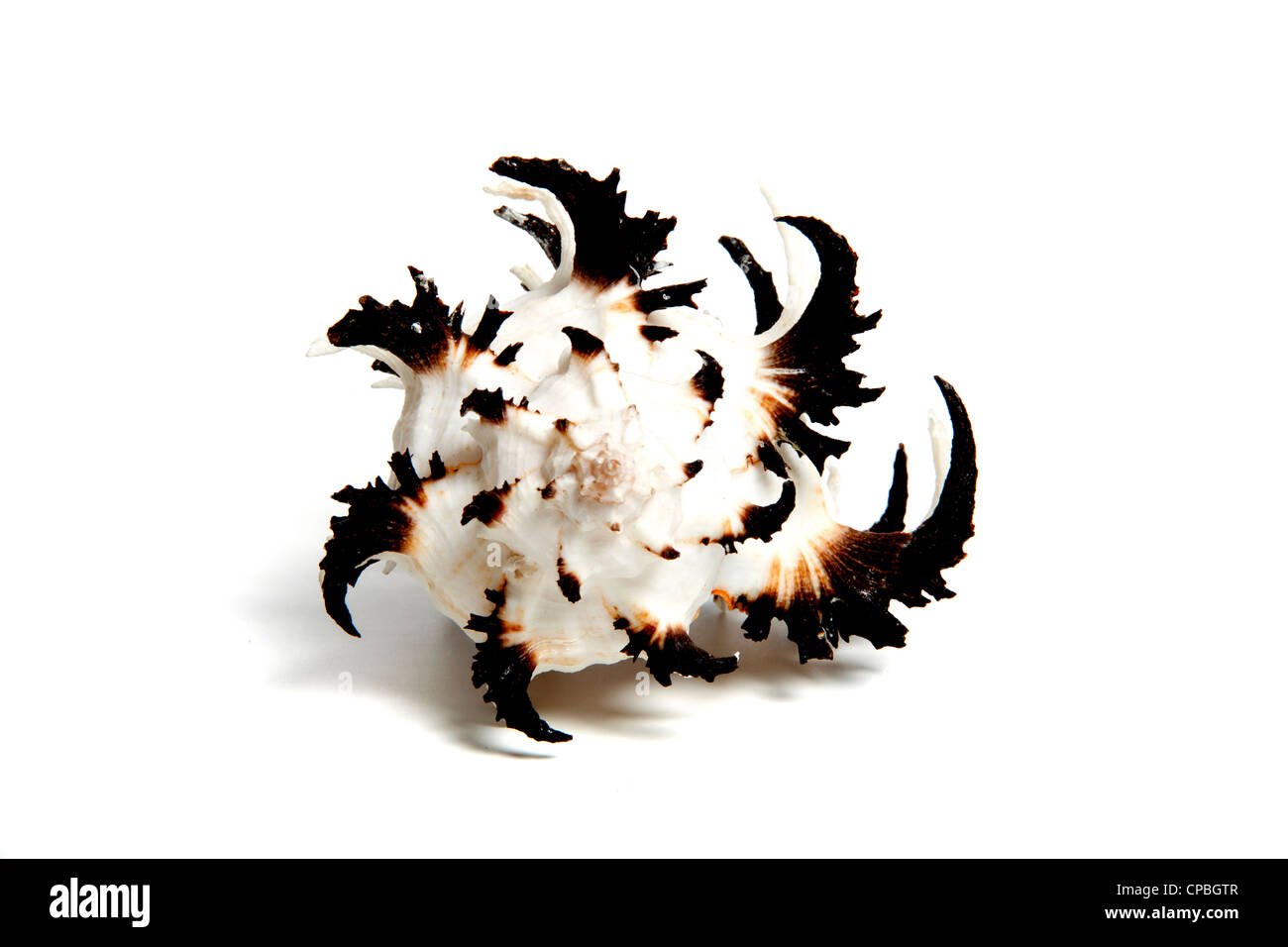 Marine sea shell in a studio setting against a white background Stock ...