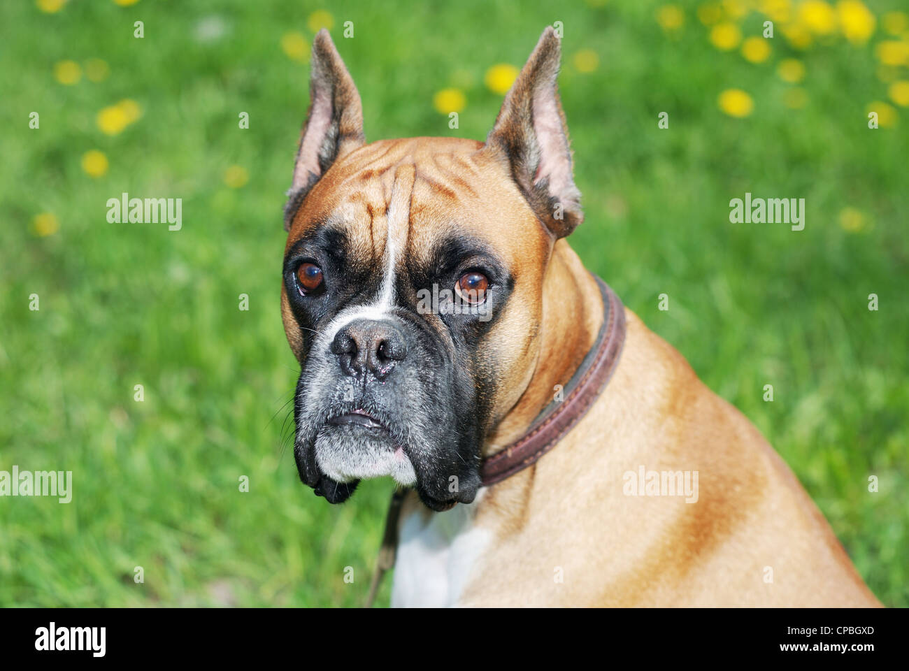 dog look at camera against green background Stock Photo