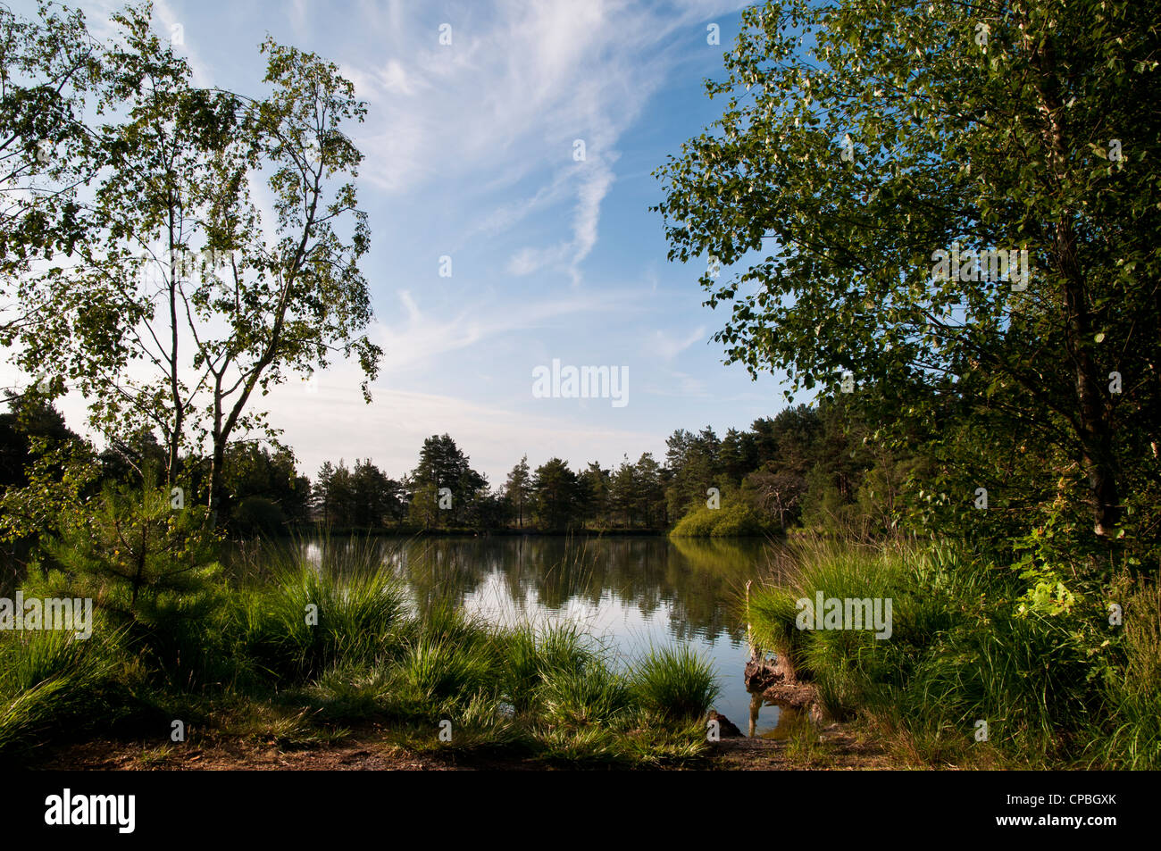 The Moat at Thursley Common National Nature Reserve, Surrey. July. Stock Photo
