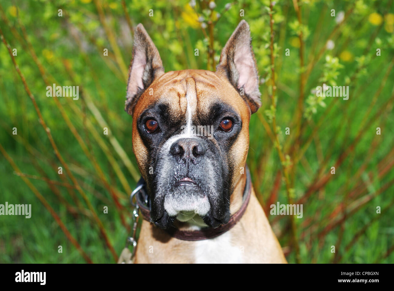 dog look at camera against green background Stock Photo