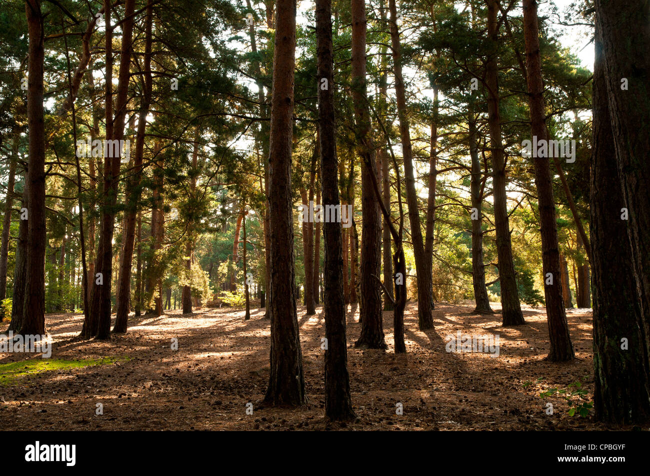 Pine woodland at Thursley Common National Nature Reserve, Surrey. July. Stock Photo