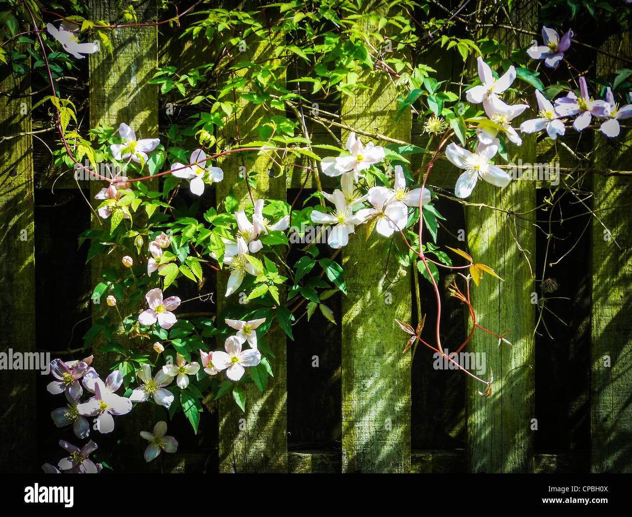 White Clematis plant in flower on a wooden picket fence in sunlight Stock Photo