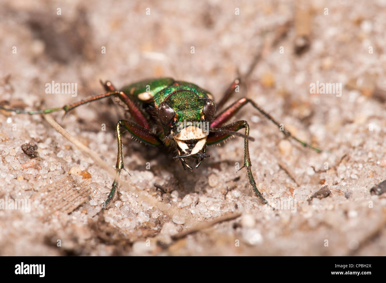 A face-on view of a green tiger beetle (Cicindella campestris) on sandy ground at Thursley Common National Nature Reserve. Stock Photo