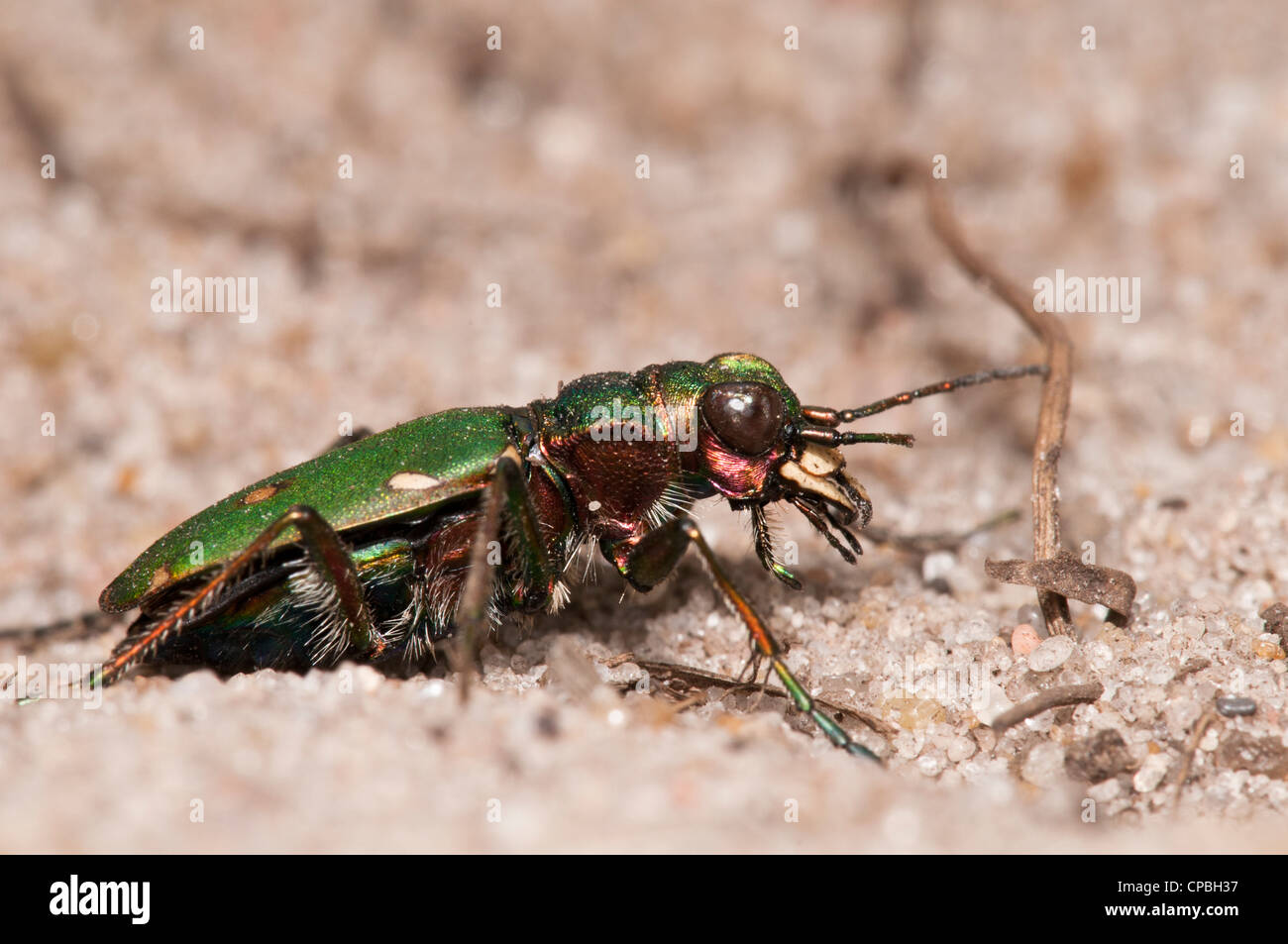 A side view of a green tiger beetle (Cicindella campestris) on sandy ground at Thursley Common National Nature Reserve. Stock Photo