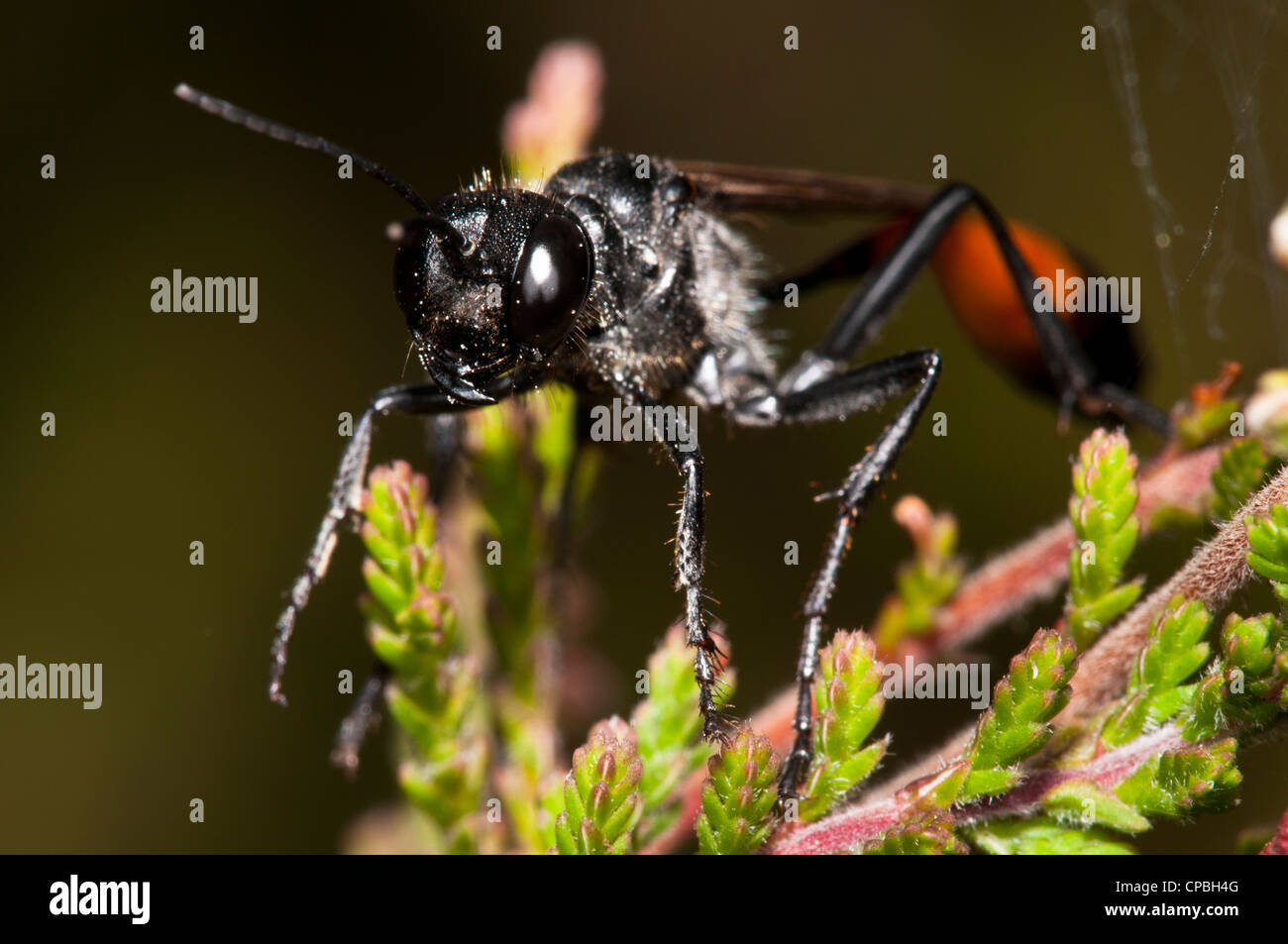 A red-banded sand wasp (Ammophila sabulosa) perched on heather at Thursley Common National Nature Reserve, Surrey. July. Stock Photo