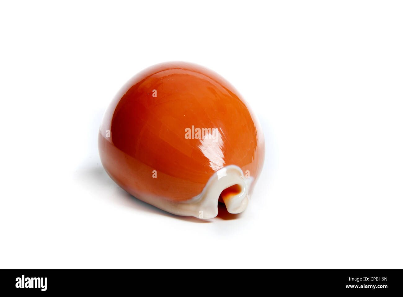 Marine sea shell in a studio setting against a white background Stock ...