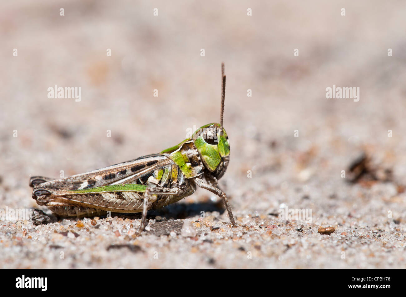 A mottled grasshopper (Myrmeleotettix maculatus) on sandy ground at Thursley Common National Nature Reserve, Surrey. July. Stock Photo