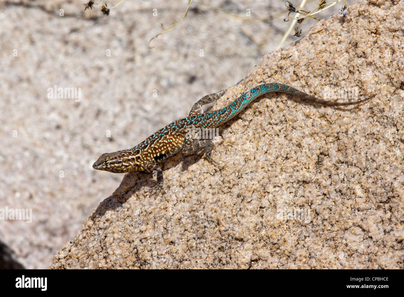 Common Side-blotched Lizard Uta stansburiana Tucson, Pima County, Arizona, United States 19 March Adult Male Iguanidae Stock Photo