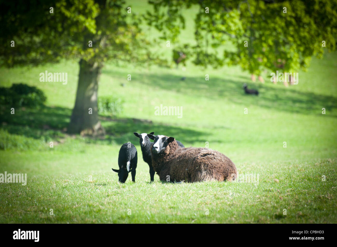 Black Sheep and Lambs in a Field Stock Photo