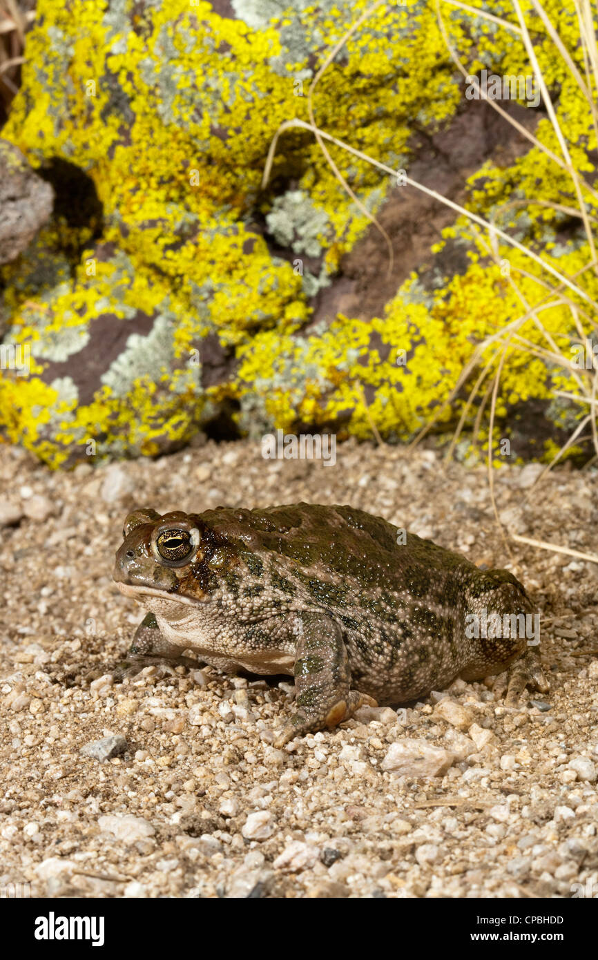 Great Plains Toad Anaxyrus cognatus Tucson, Pima County, Arizona, United States 18 August Adult Bufonidae Stock Photo