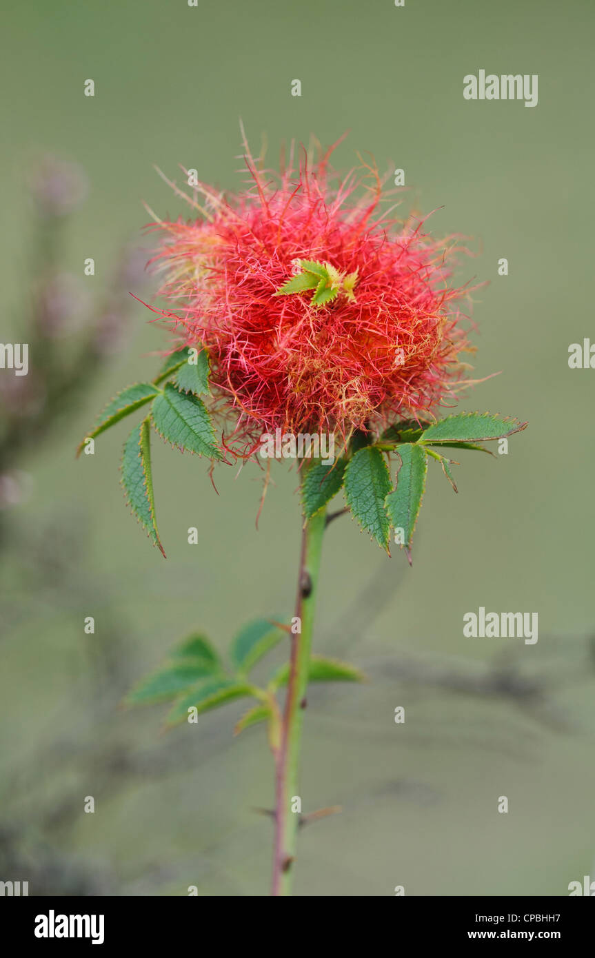 A gall of the bedeguar gall wasp (Diplolepis rosae), known as Robin's pincushion, on a stem of dog rose (Rosa canina) Stock Photo
