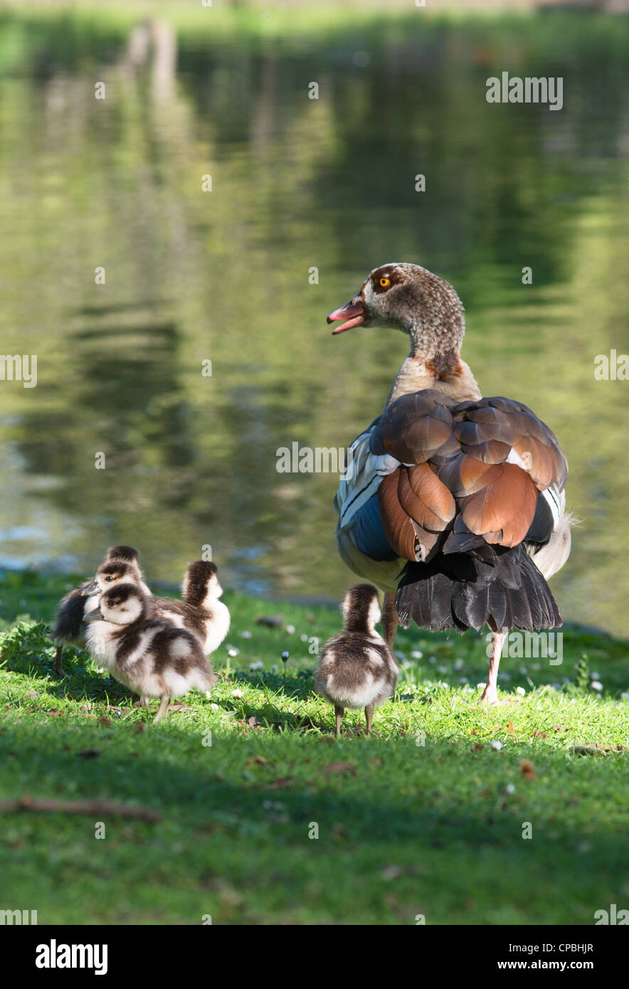Egyptian Goose (Alopochen aegyptiacus) with chicks at St James park pond. London. England. Stock Photo