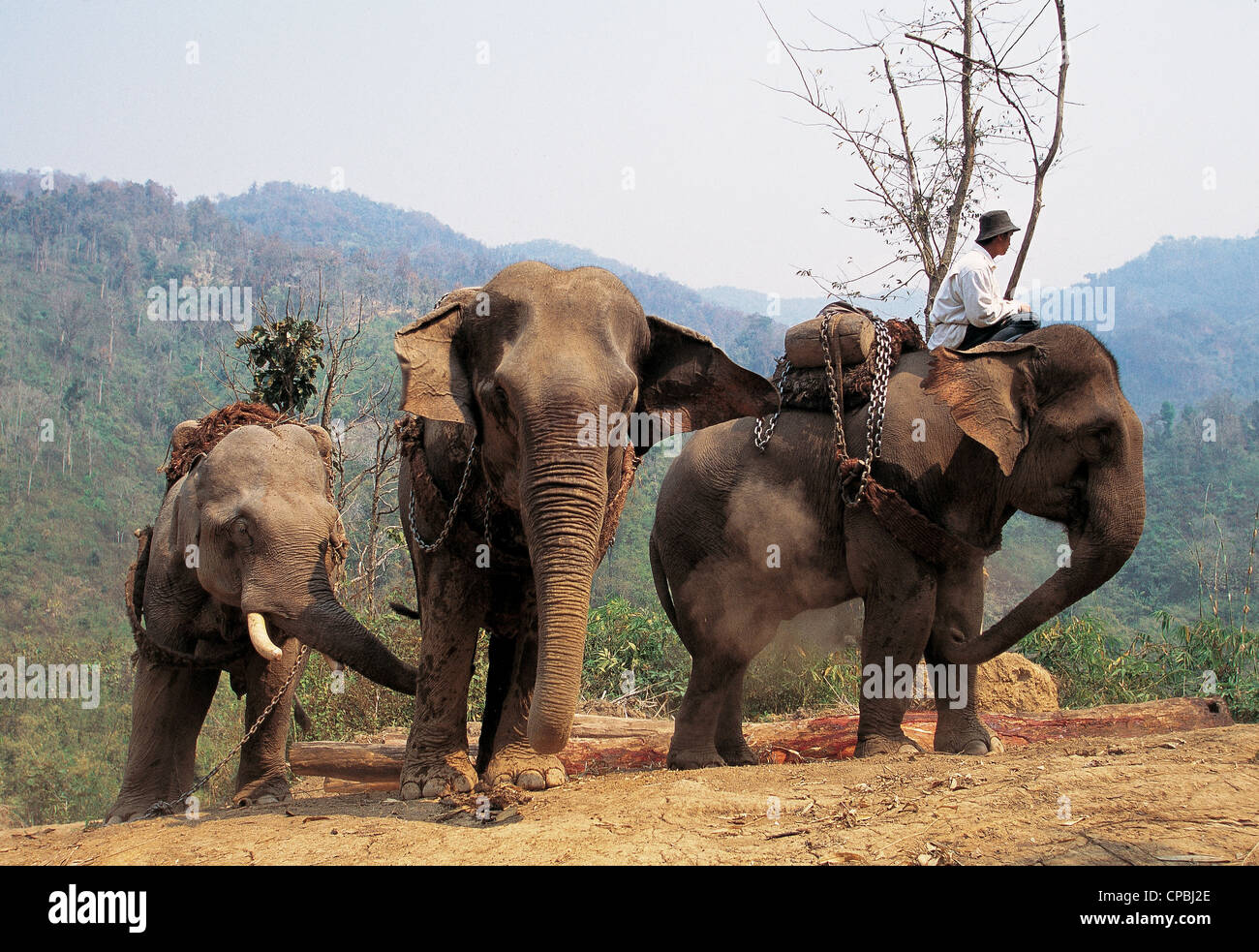 Asian Elephants working in logging industry in rainforests of Muang