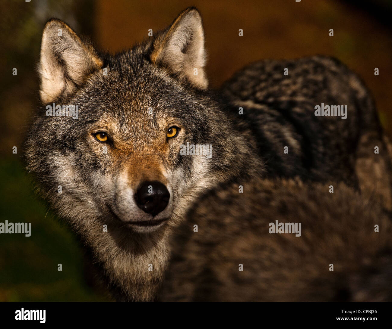 European grey wolf in early morning sun Stock Photo