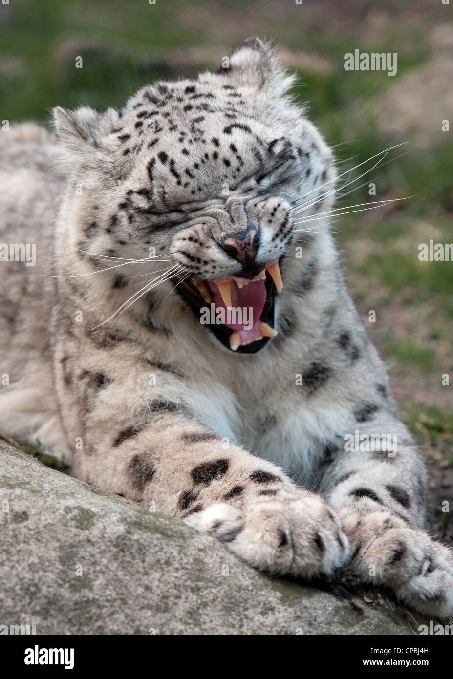 Female snow leopard Stock Photo
