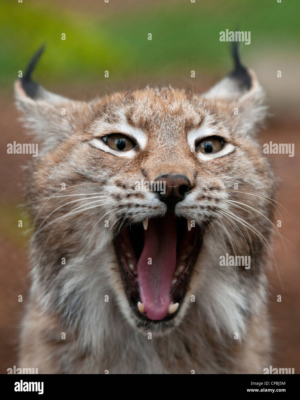 Lynx ears hires stock photography and images Alamy
