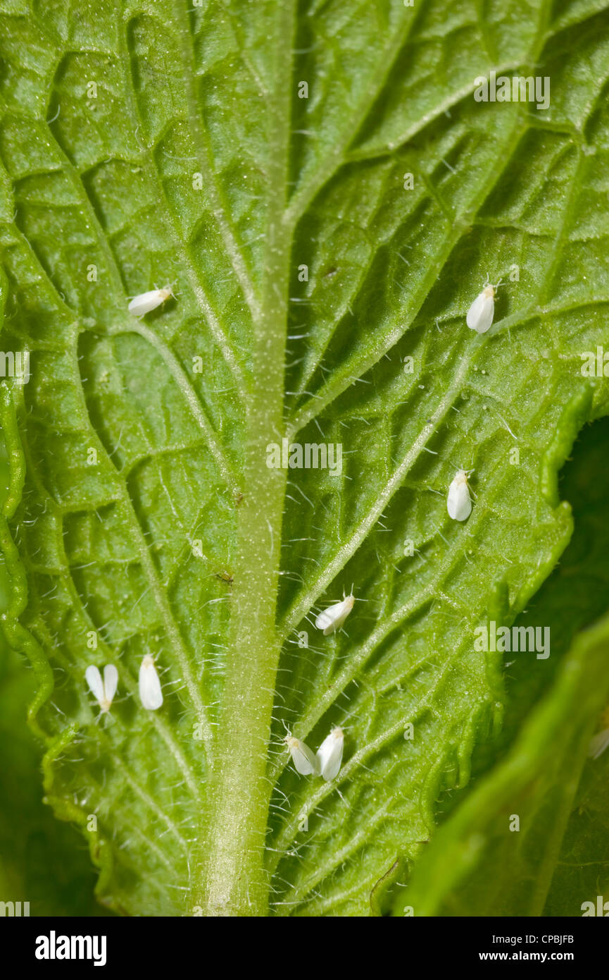 Whitefly insects on mint leaf Stock Photo Alamy