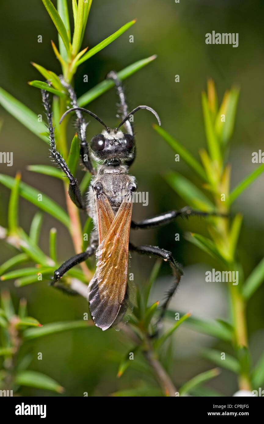 Australian digger wasp - a predator of the plague locust Stock Photo