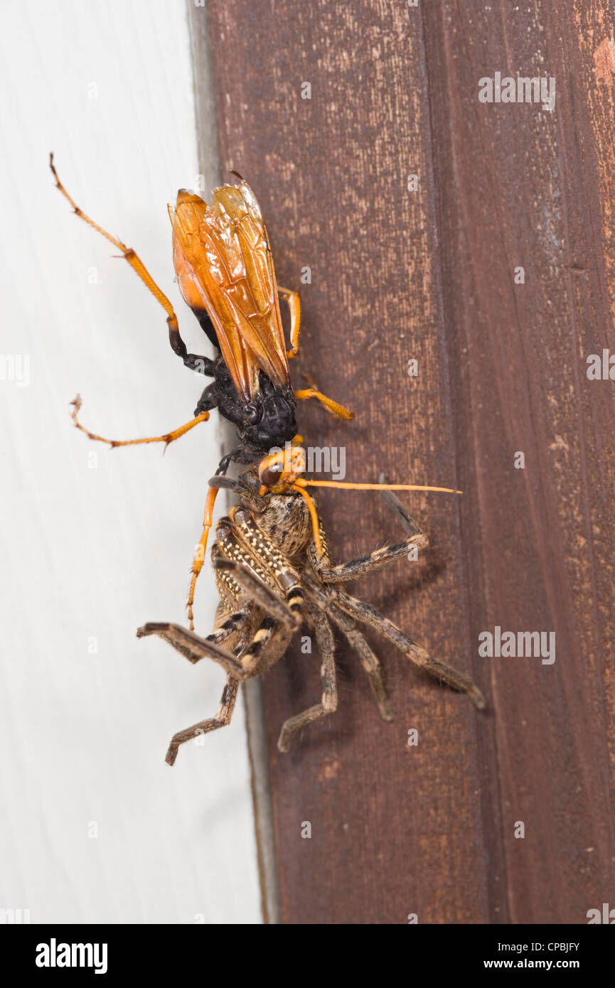 Wasp possibly dragging paralyzed huntsman spider backwards up window glass Stock Photo