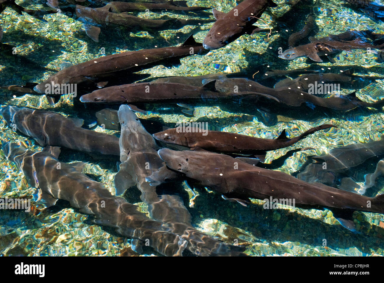 Many Sturgeon in water swimming in water at a fish hatchery Stock Photo