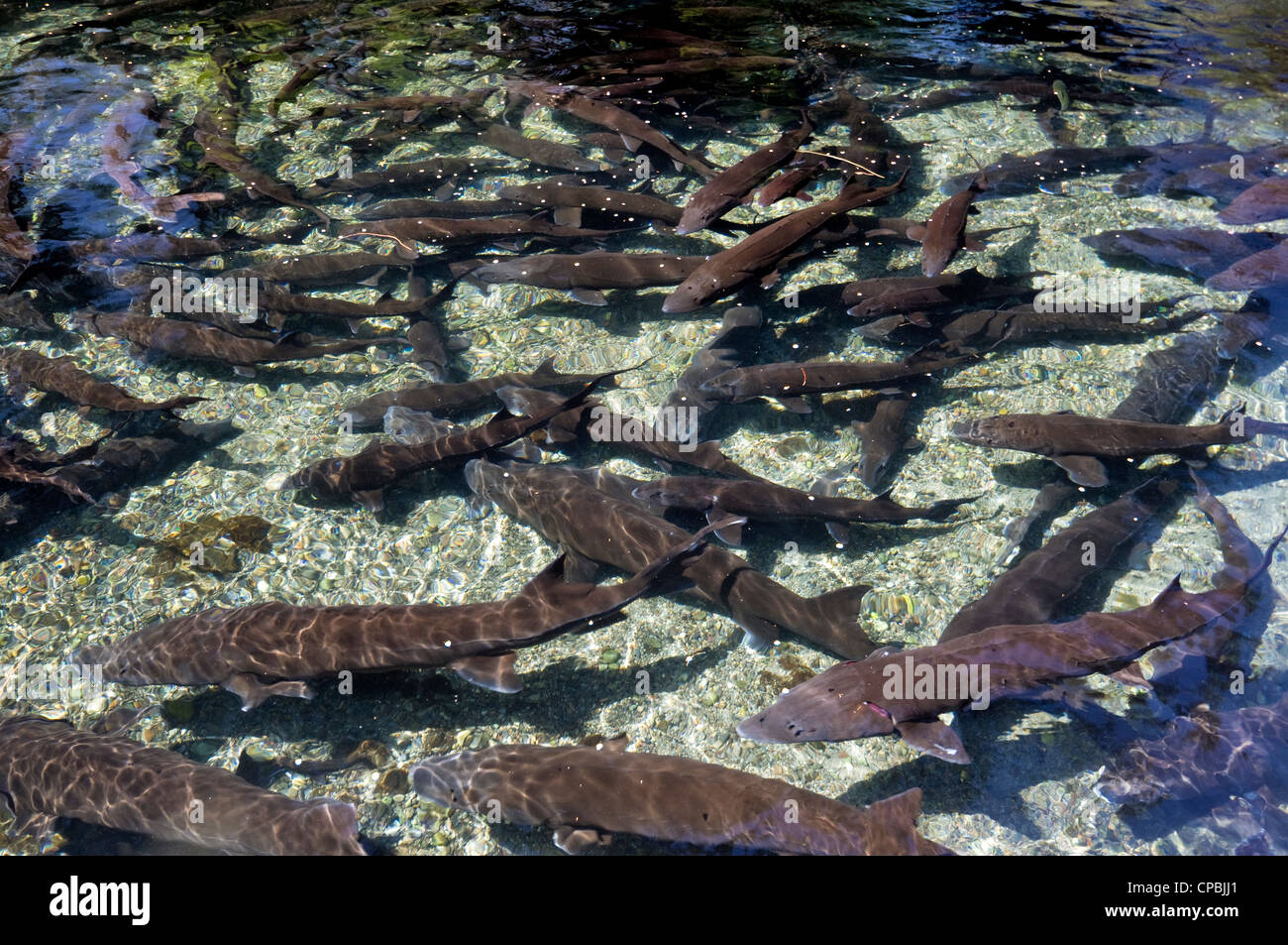 Fish swim in a pond at a fish hatchery Stock Photo