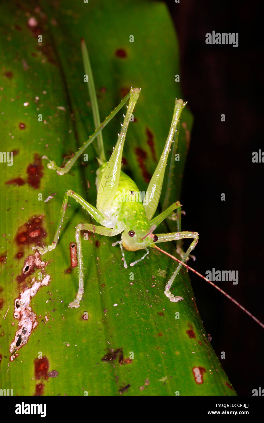 Female katydid with long ovopositor in the rainforest understory at night, Ecuador Stock Photo