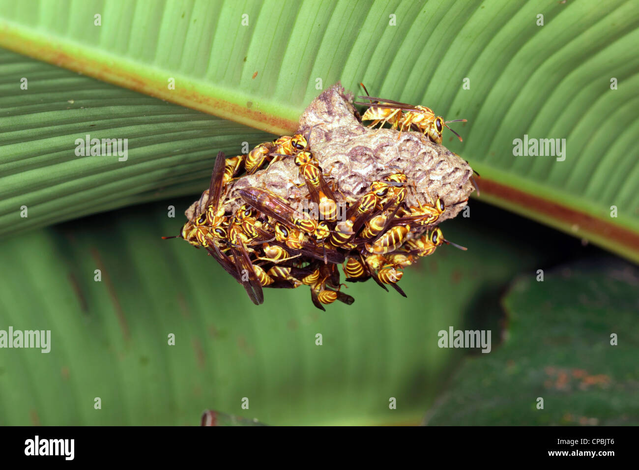 Tropical wasp nest under a leaf in the rainforest Stock Photo