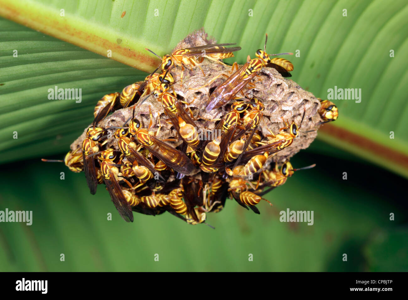 Tropical wasp nest under a leaf in the rainforest Stock Photo