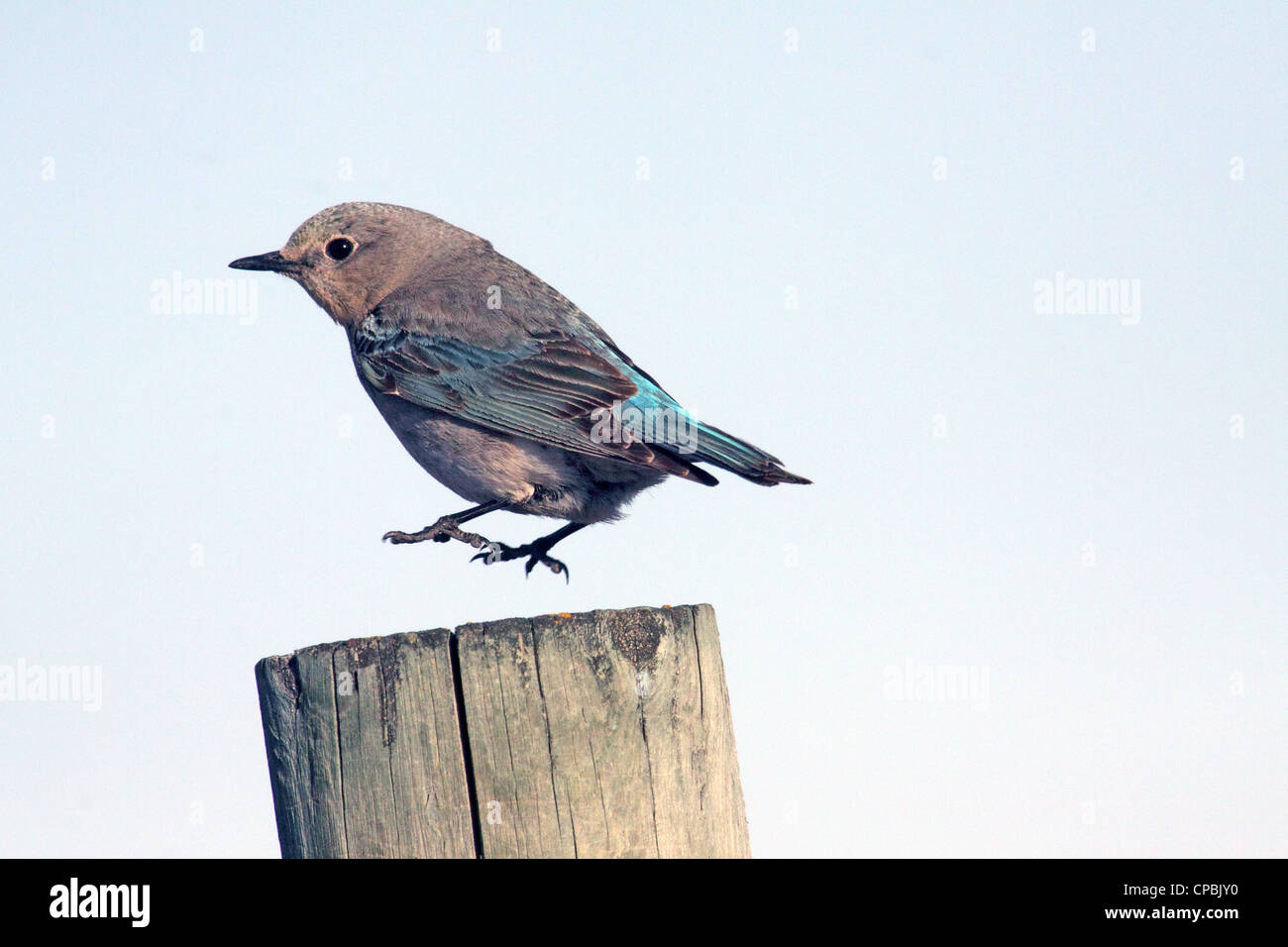 Birds of North America; Female Mountain Bluebird, sialia currucoides, Alberta, Canada Stock Photo
