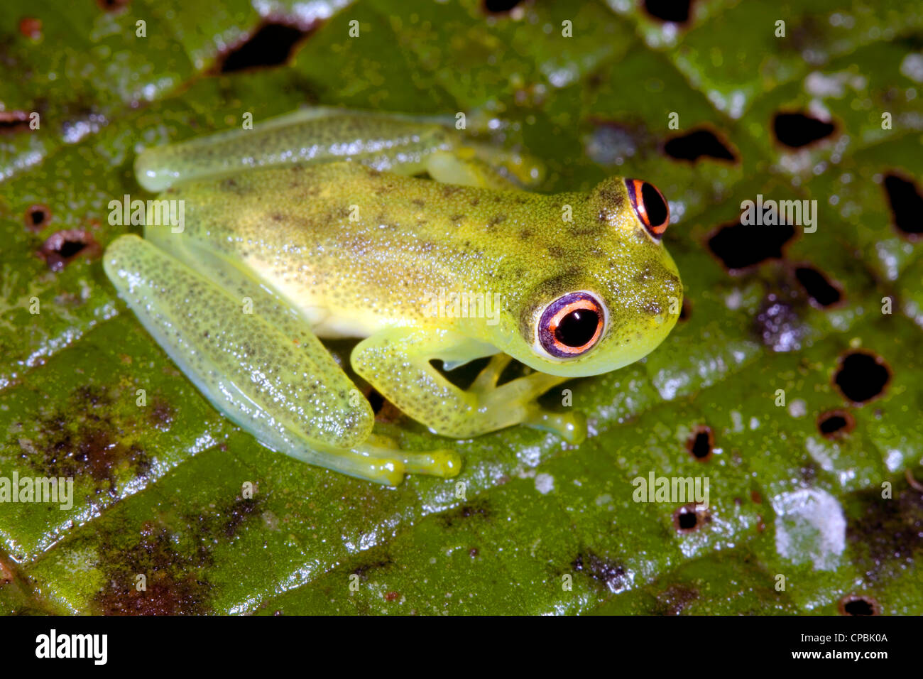glass frog tadpoles