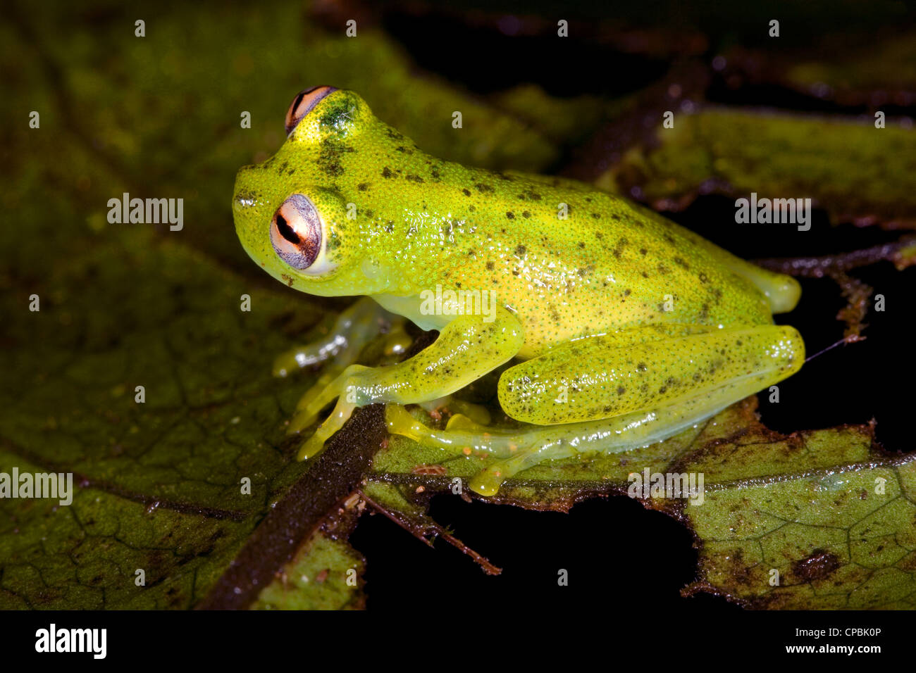Glass Frog (Chimerella mariaelenae) in rainforest, Ecuador Stock Photo