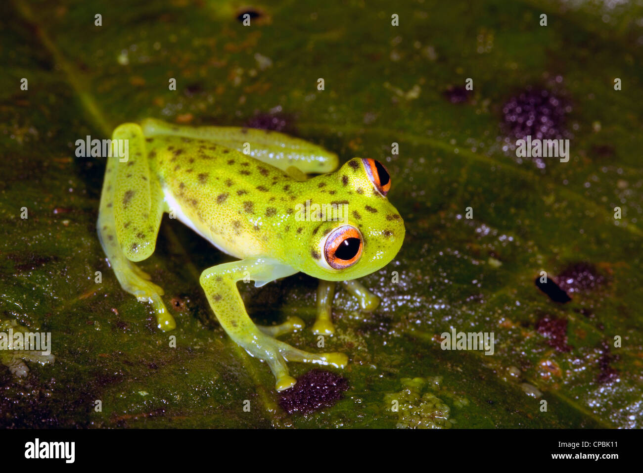 Glass Frog (Chimerella mariaelenae) in rainforest, Ecuador Stock Photo