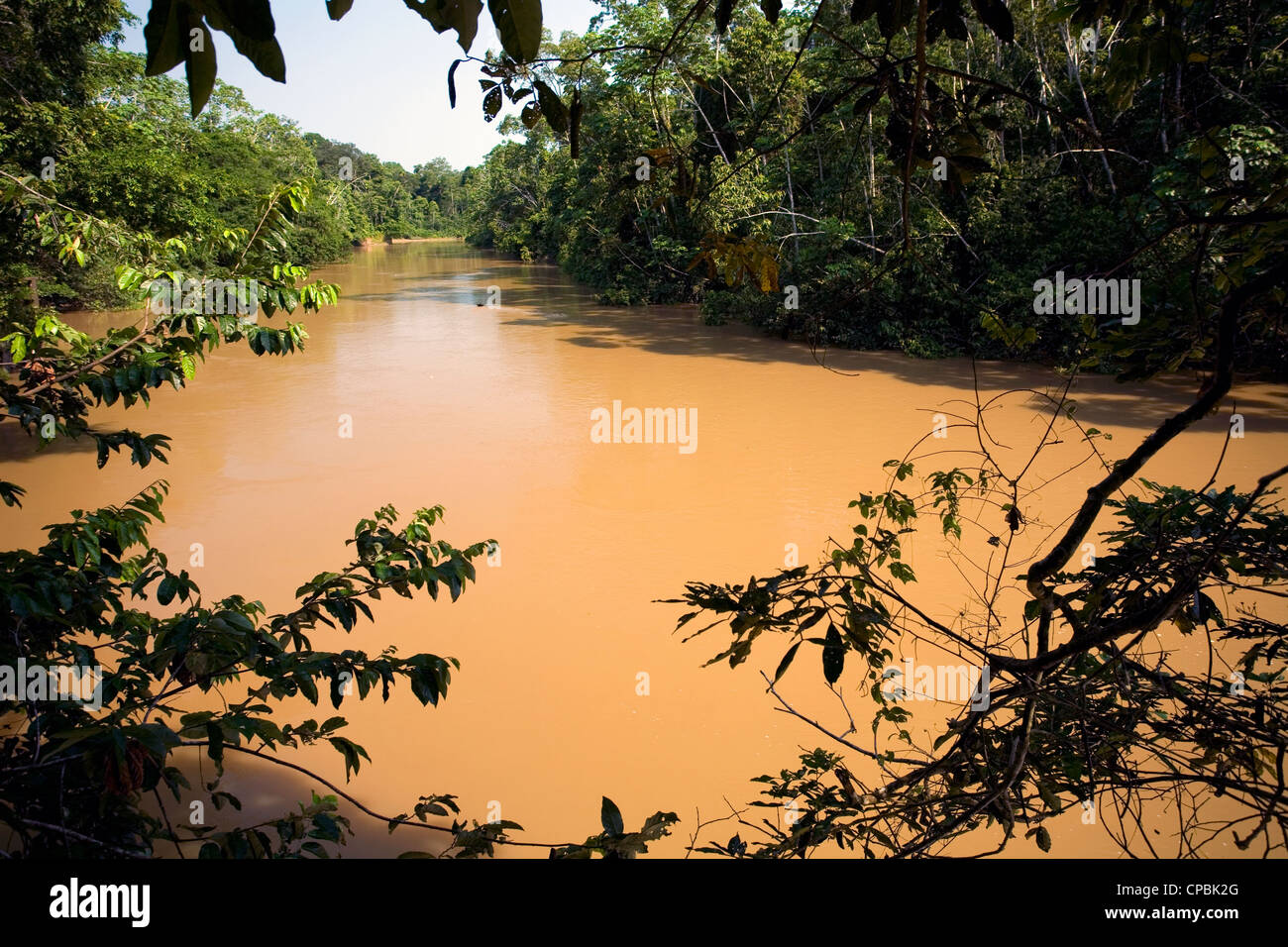 Amazonian river, the water brown with sediment, the rio Tiputini in ...