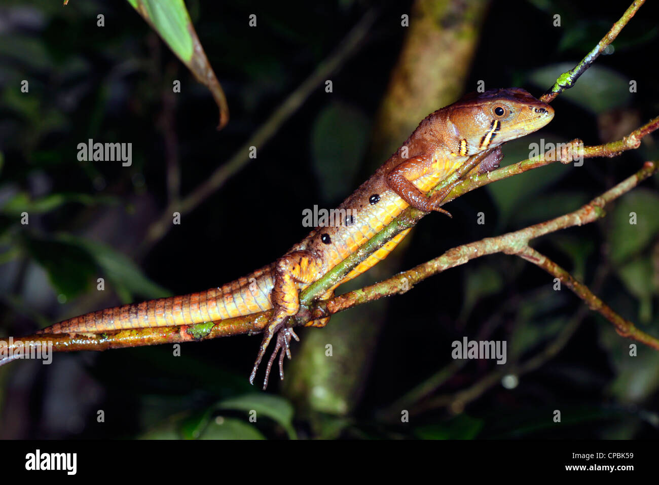 Lizard (Potamites sp., family Gymnophthalmidae) resting in an understory shrub in the rainforest at night, Ecuador Stock Photo
