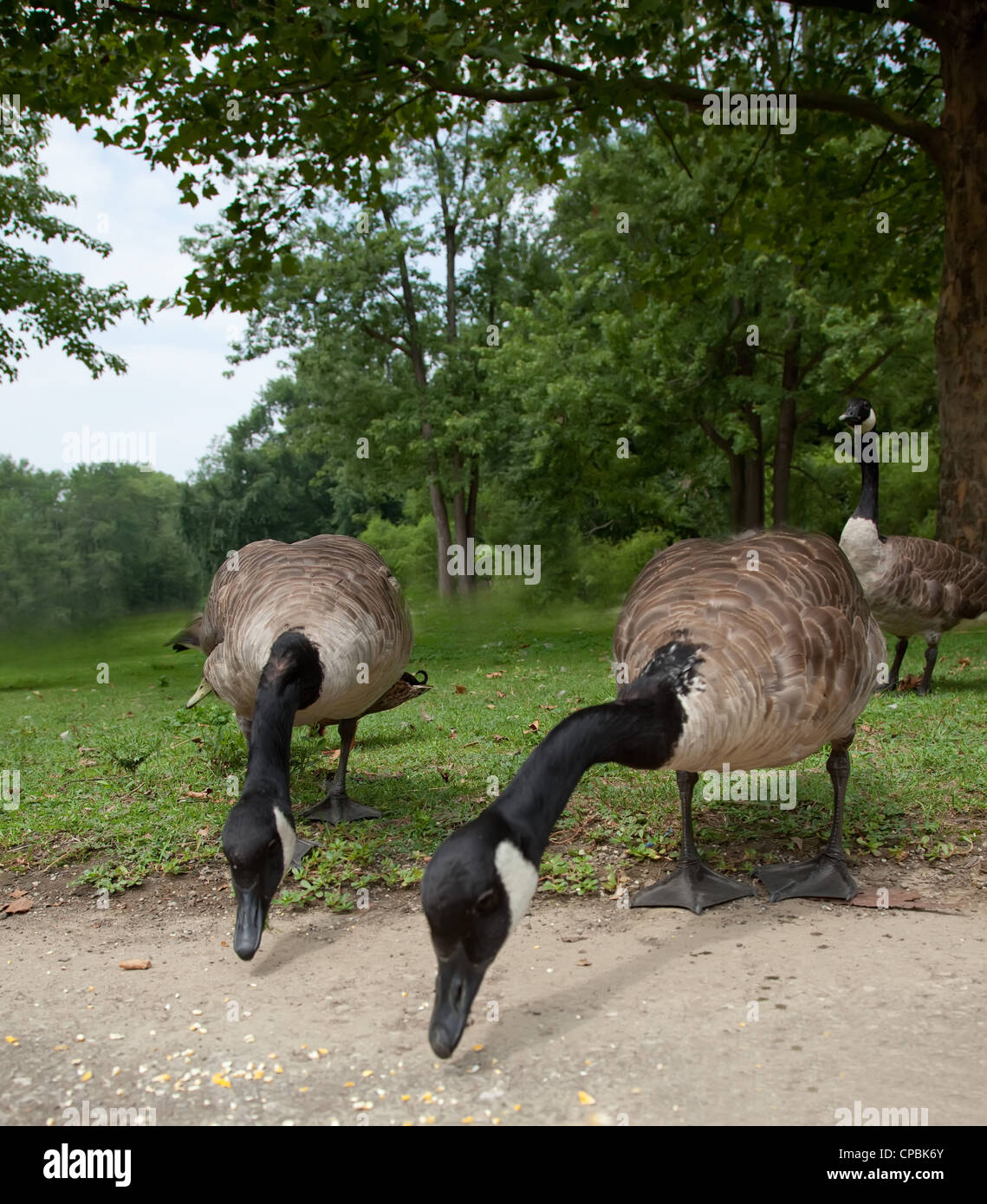 Ducks and geese eating by a lake Stock Photo Alamy
