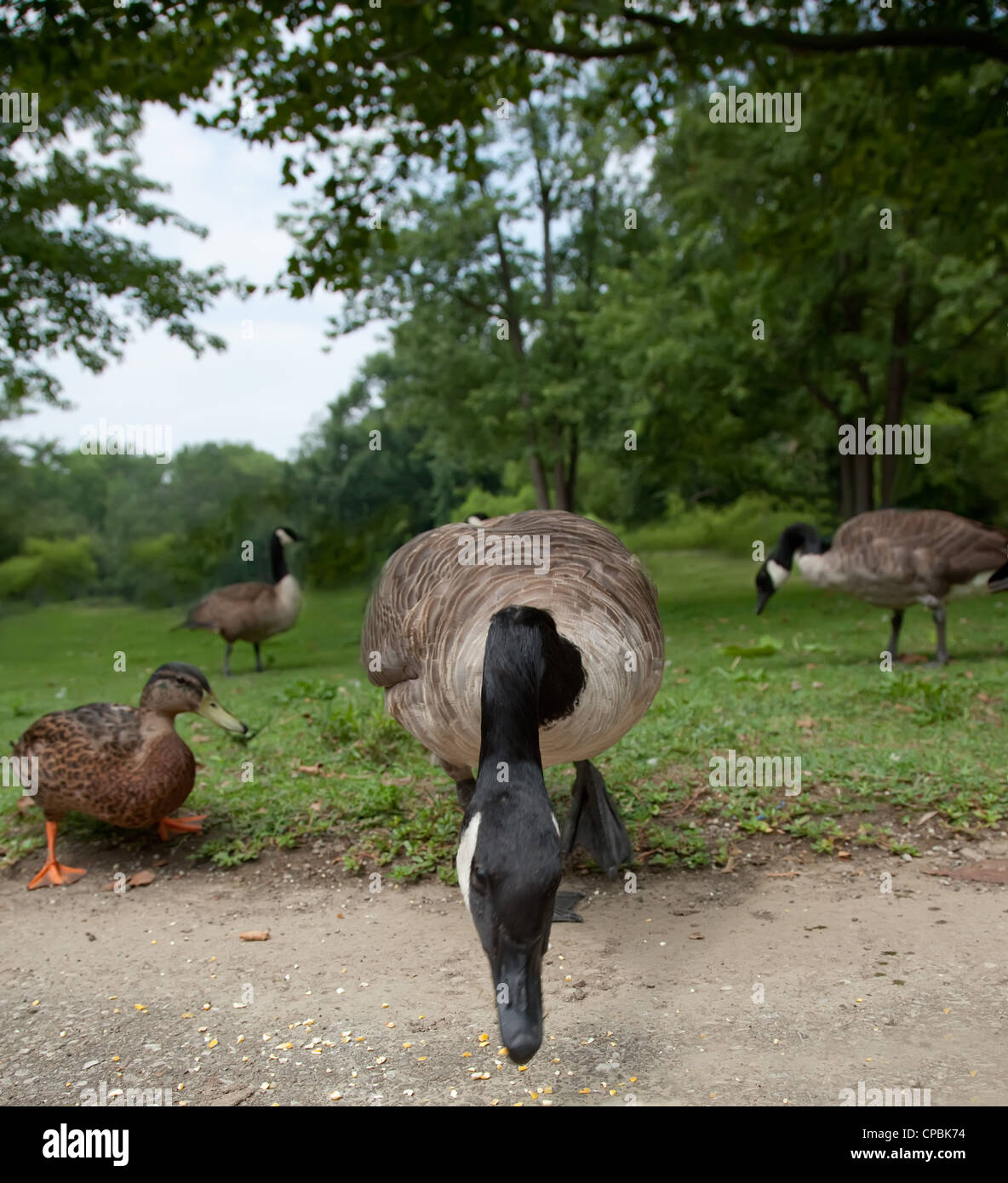 Ducks and geese eating by a lake Stock Photo Alamy