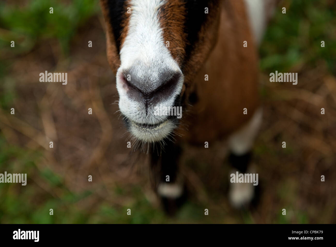 Goats eating corn at a farm Stock Photo Alamy
